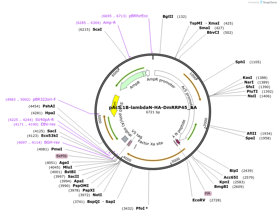 148224-plasmid-map-sequence-id-290672