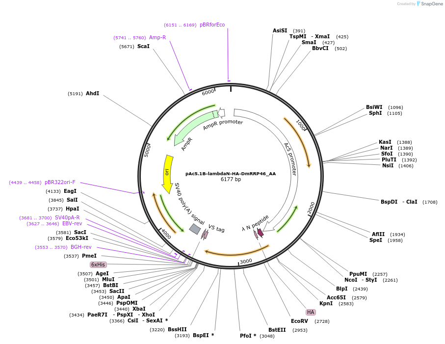 148225-plasmid-map-sequence-id-290673