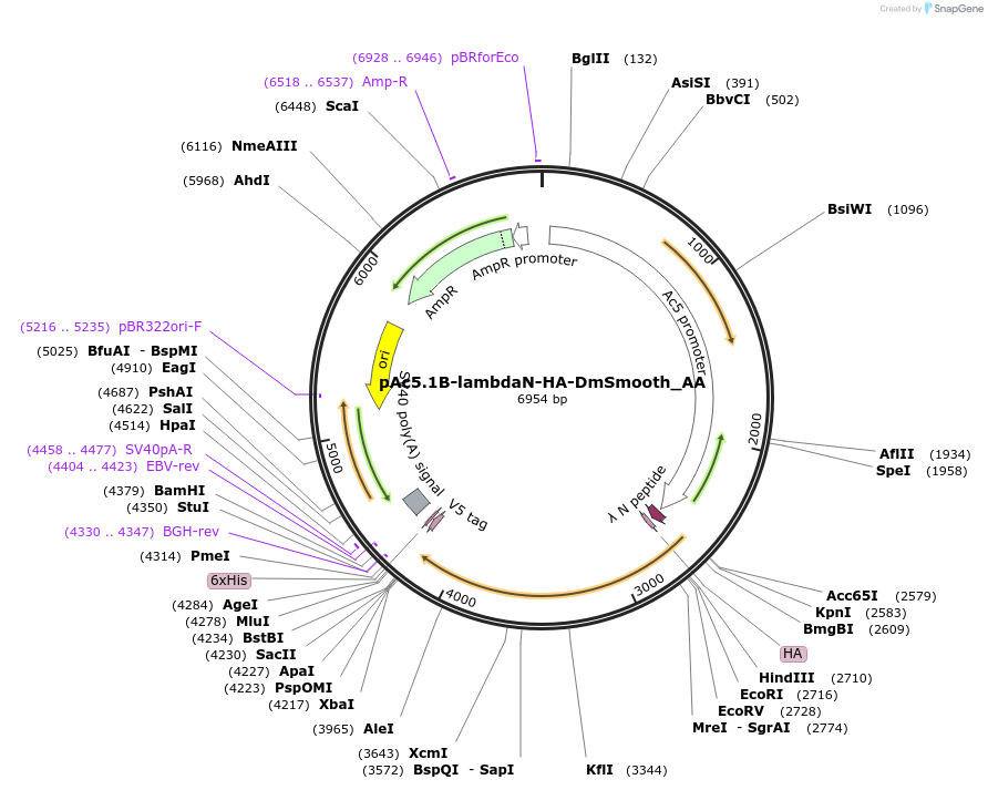 148228-plasmid-map-sequence-id-290676