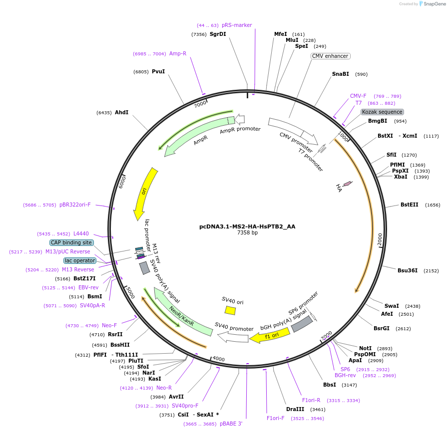 148238-plasmid-map-sequence-id-290686
