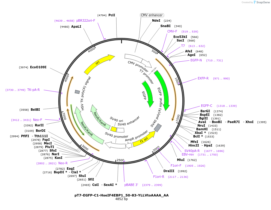 148244-plasmid-map-sequence-id-290692