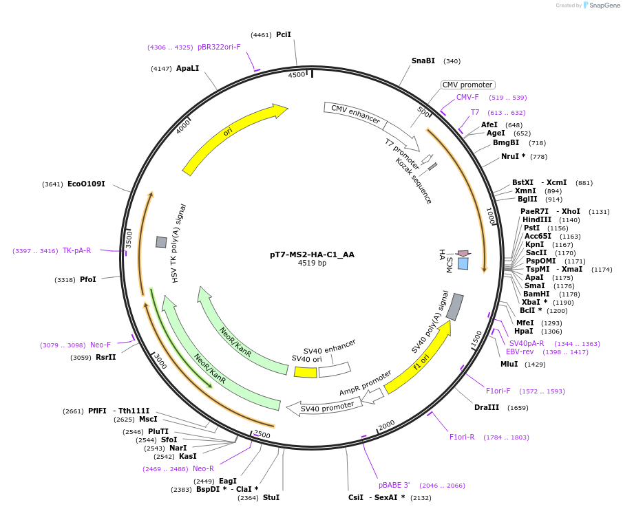 148246-plasmid-map-sequence-id-290694