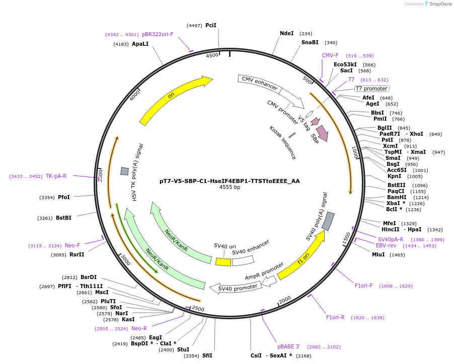 148250-plasmid-map-sequence-id-290698
