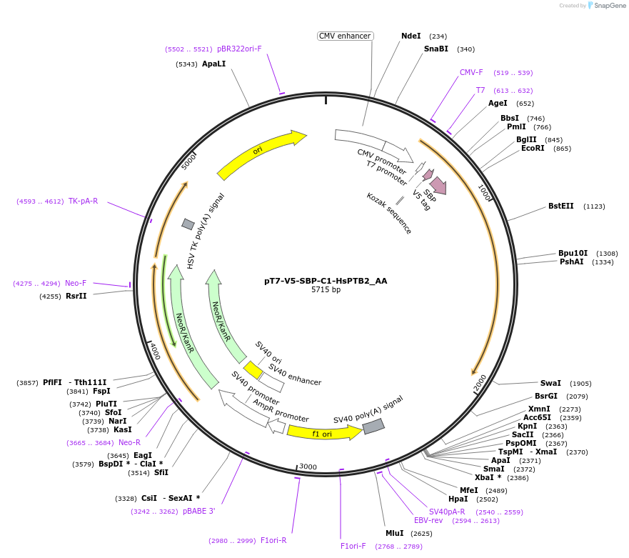 148253-plasmid-map-sequence-id-290701