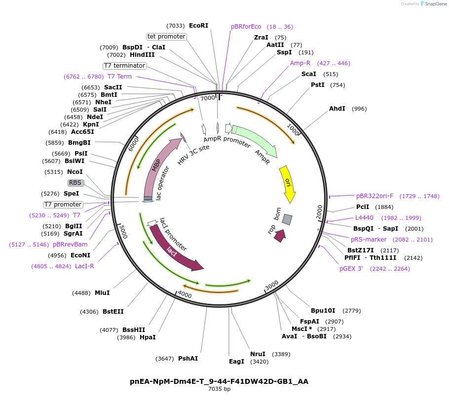 148256-plasmid-map-sequence-id-290704