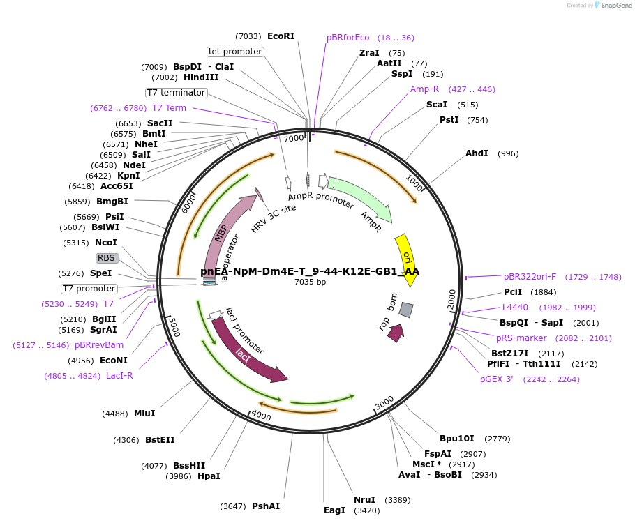 148257-plasmid-map-sequence-id-290705