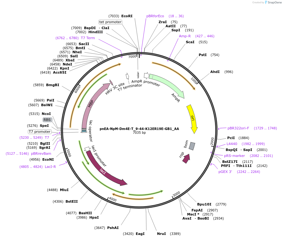 148258-plasmid-map-sequence-id-290706