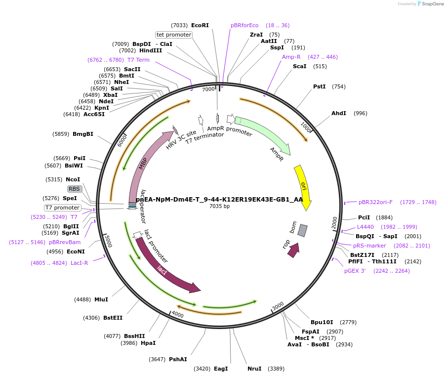 148259-plasmid-map-sequence-id-290707