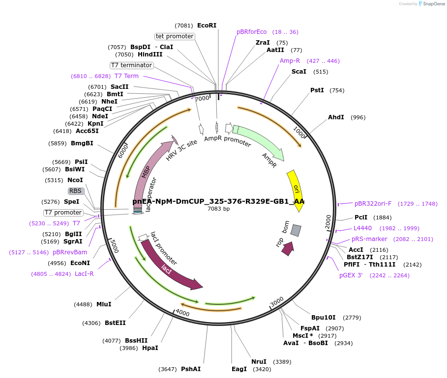148263-plasmid-map-sequence-id-290711