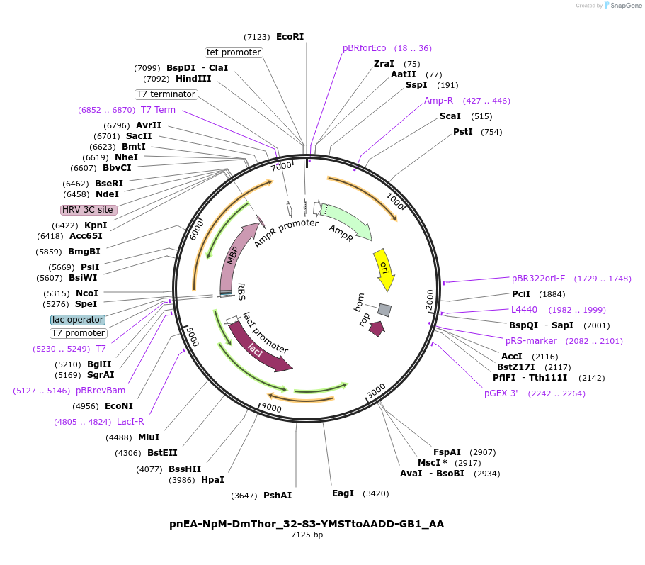148269-plasmid-map-sequence-id-290717