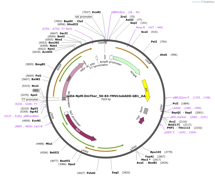 148274-plasmid-map-sequence-id-290722