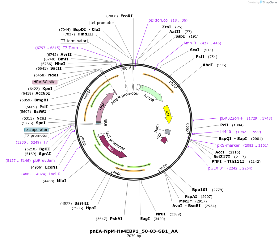 148275-plasmid-map-sequence-id-290723