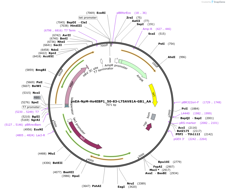 148276-plasmid-map-sequence-id-290724