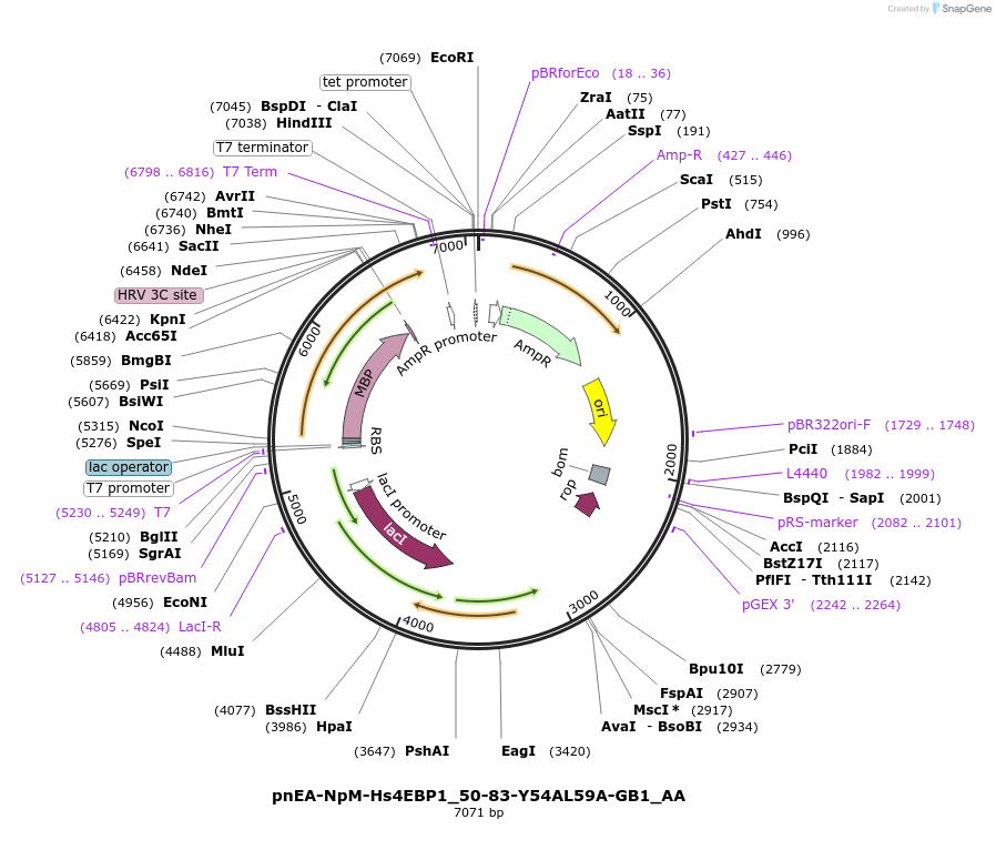 148277-plasmid-map-sequence-id-290725