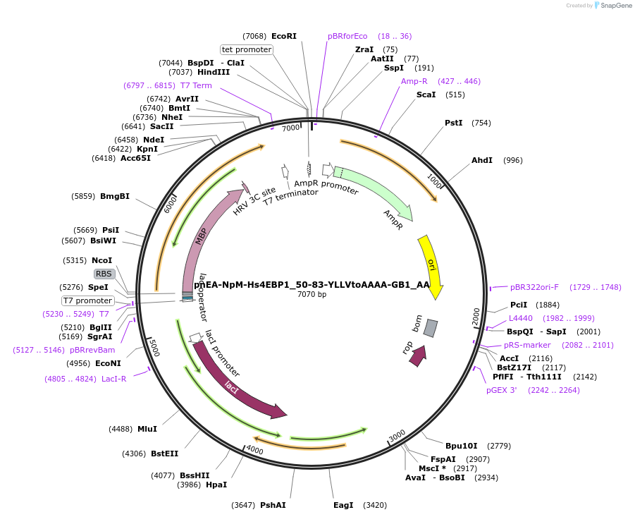 148278-plasmid-map-sequence-id-290726