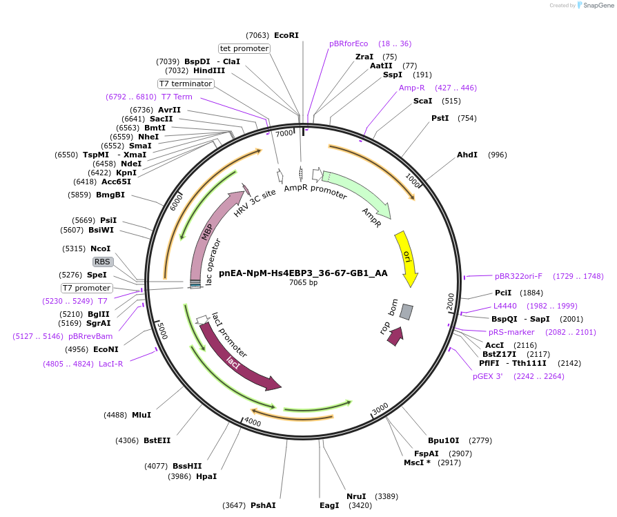 148279-plasmid-map-sequence-id-290727