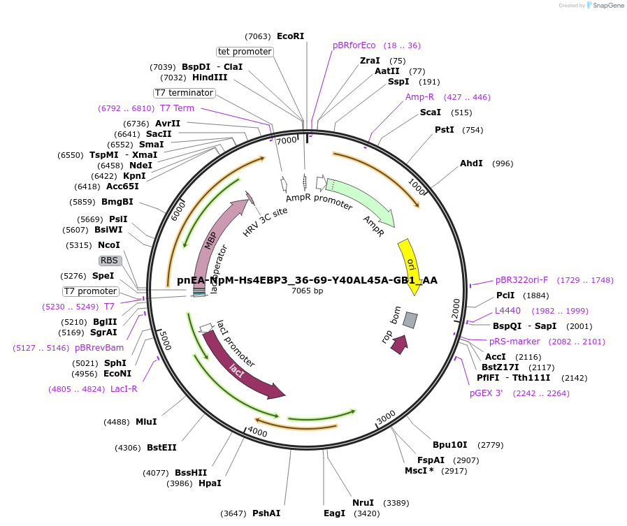 148280-plasmid-map-sequence-id-290728