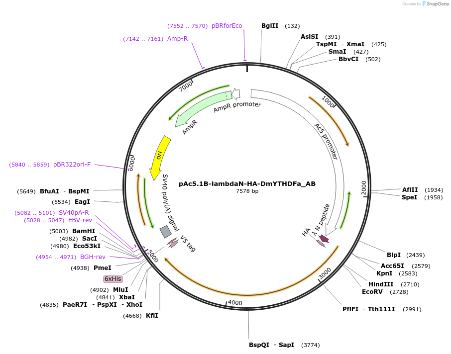148298-plasmid-map-sequence-id-290746