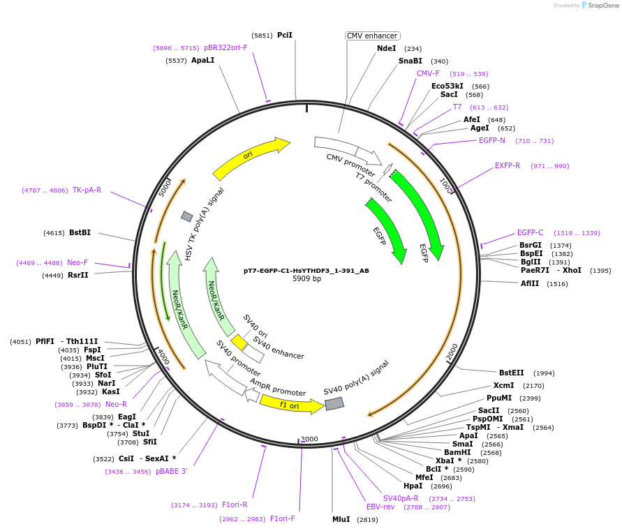 148314-plasmid-map-sequence-id-290762