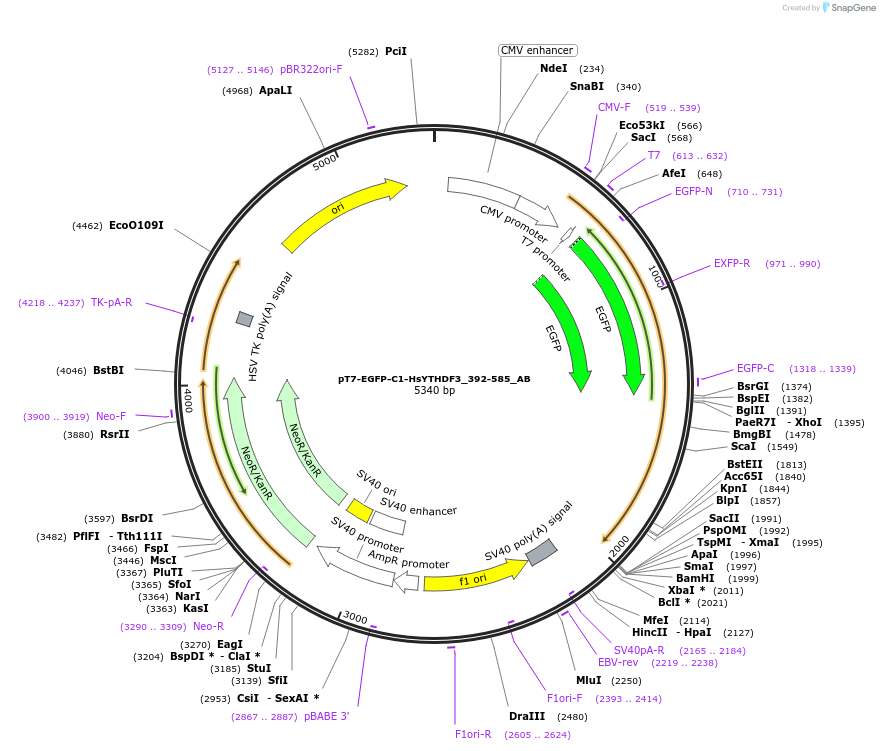 148315-plasmid-map-sequence-id-290763