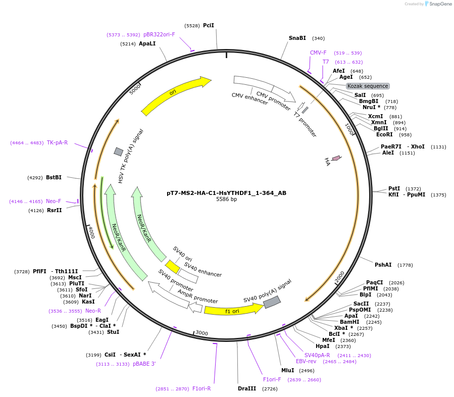 148317-plasmid-map-sequence-id-290765