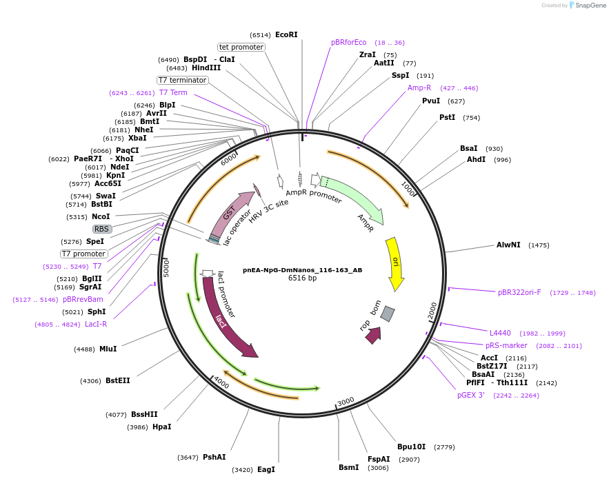 148327-plasmid-map-sequence-id-290775