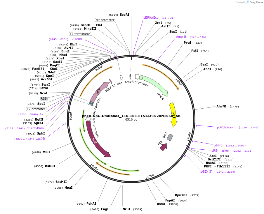 148328-plasmid-map-sequence-id-290776