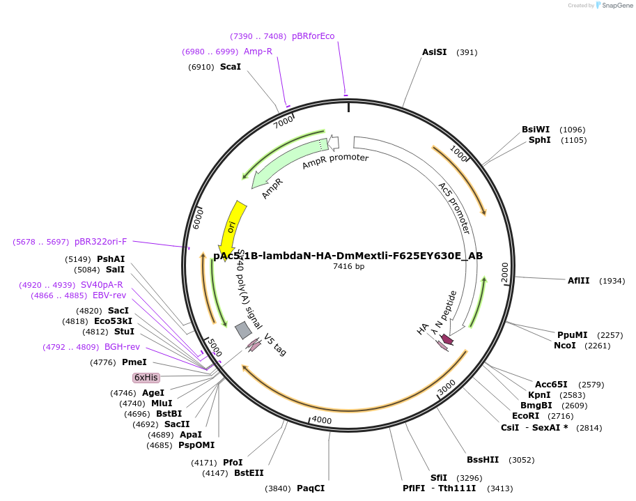 148341-plasmid-map-sequence-id-290789