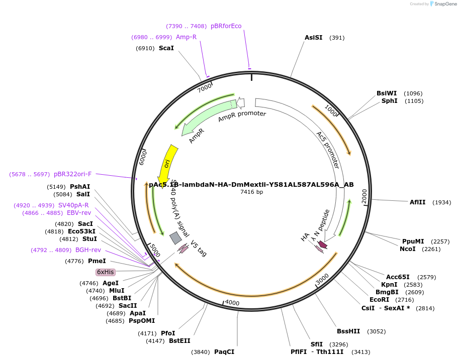 148347-plasmid-map-sequence-id-290795