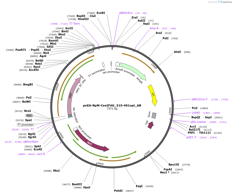 148349-plasmid-map-sequence-id-290797