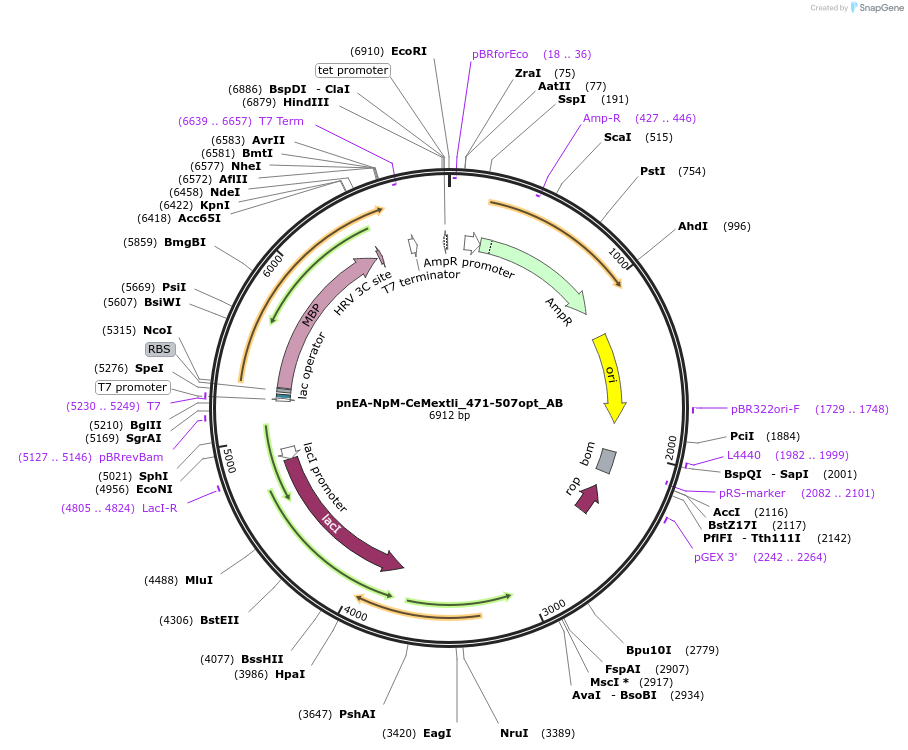 148350-plasmid-map-sequence-id-290798