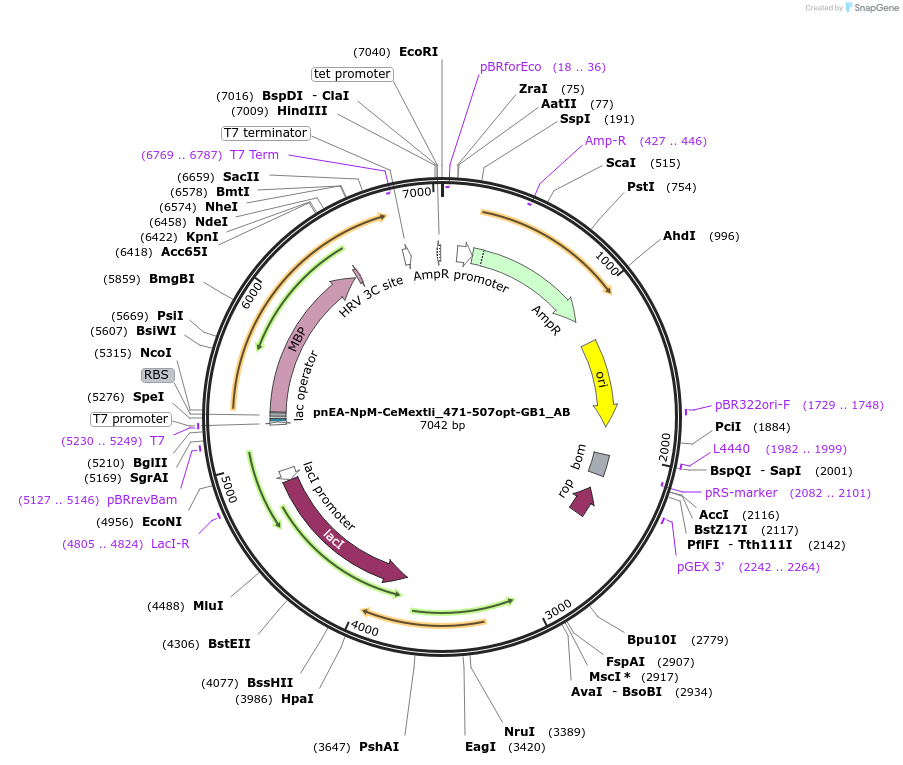 148351-plasmid-map-sequence-id-290799