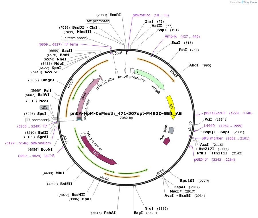 148353-plasmid-map-sequence-id-290801