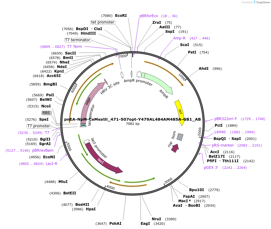 148354-plasmid-map-sequence-id-290802