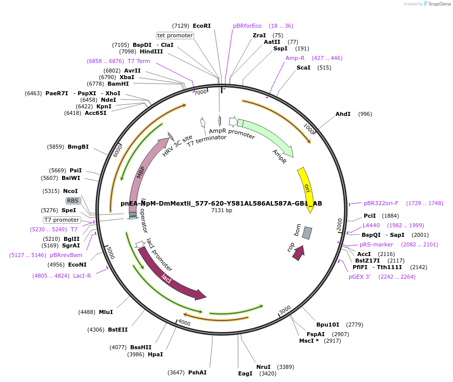 148359-plasmid-map-sequence-id-290807
