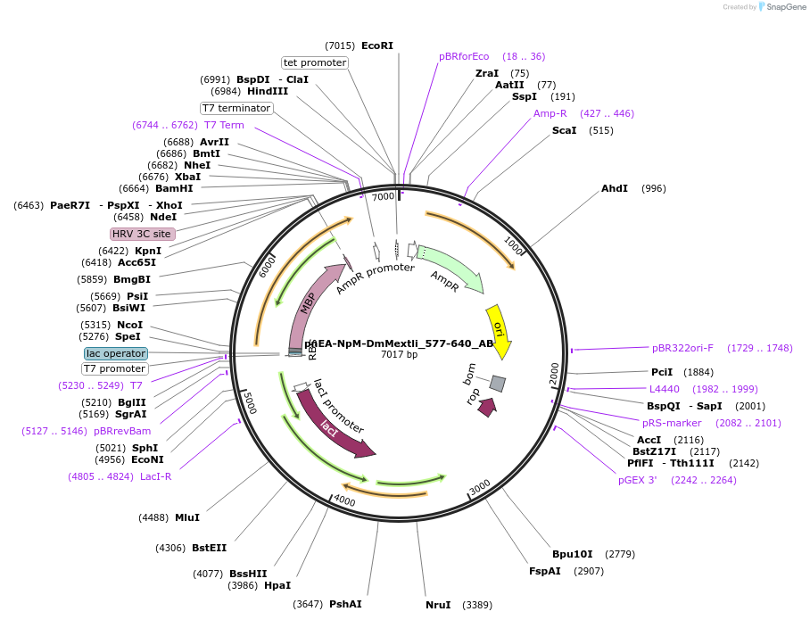 148360-plasmid-map-sequence-id-290808