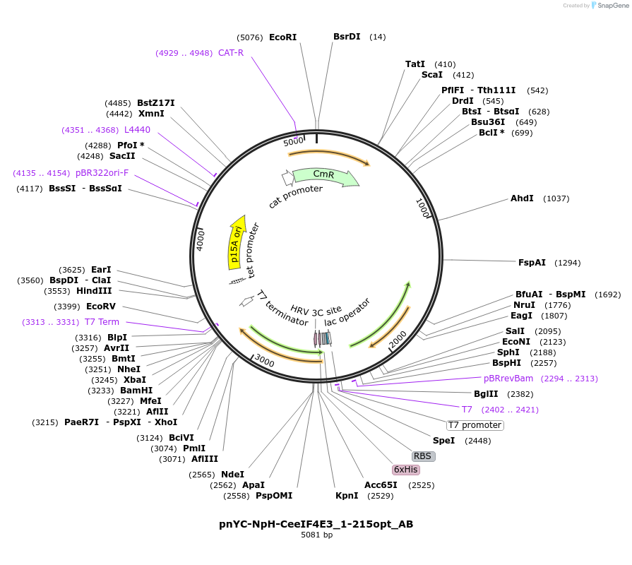 148367-plasmid-map-sequence-id-290815
