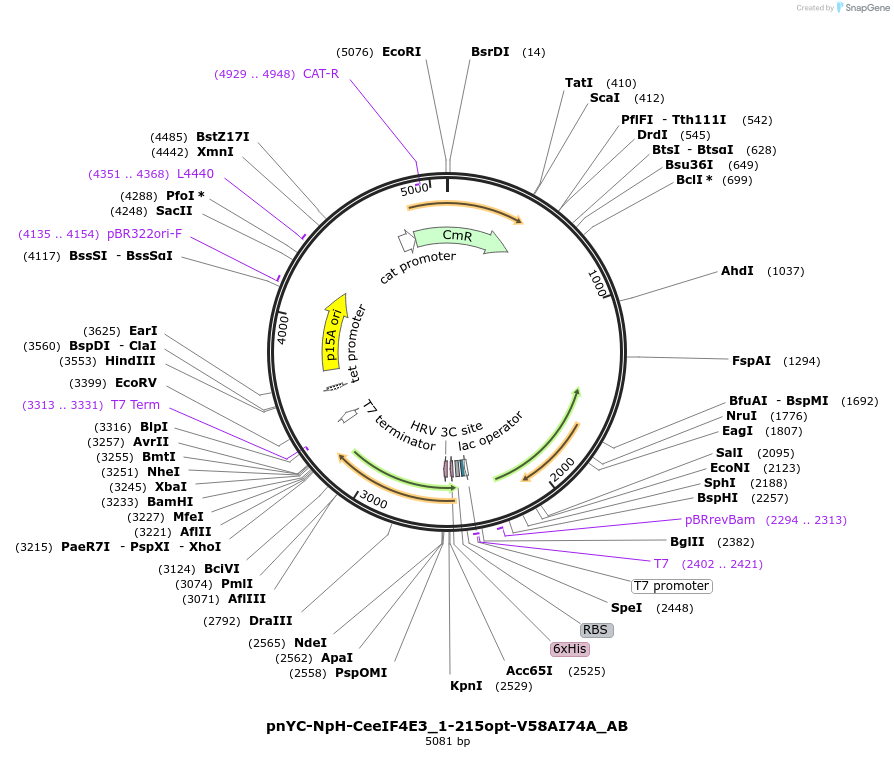 148368-plasmid-map-sequence-id-290816