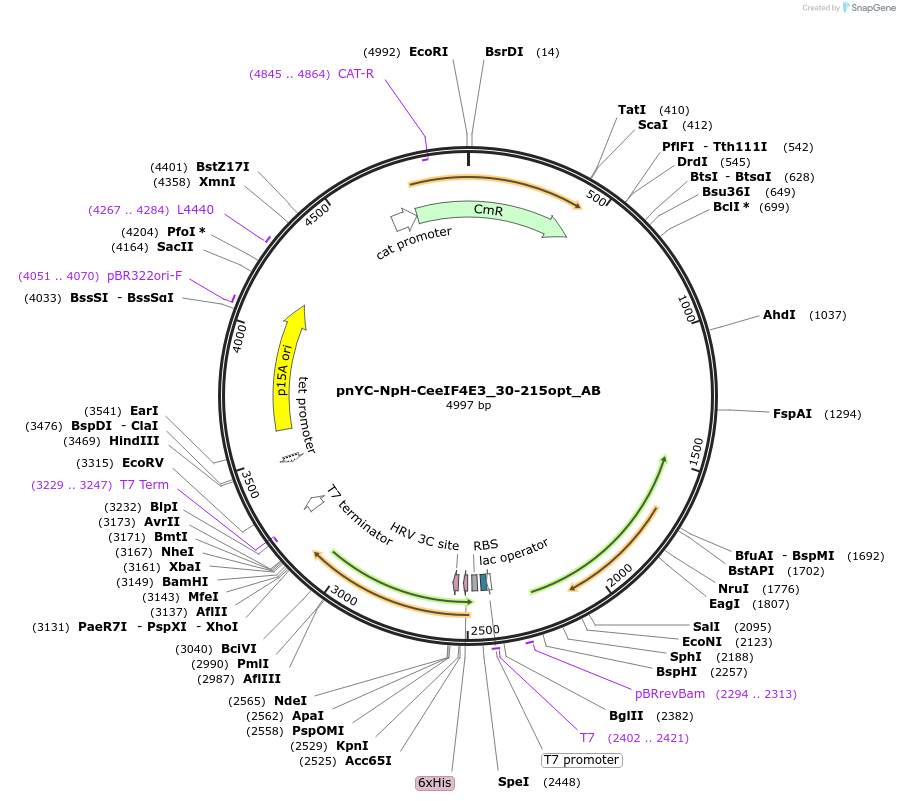 148369-plasmid-map-sequence-id-290817