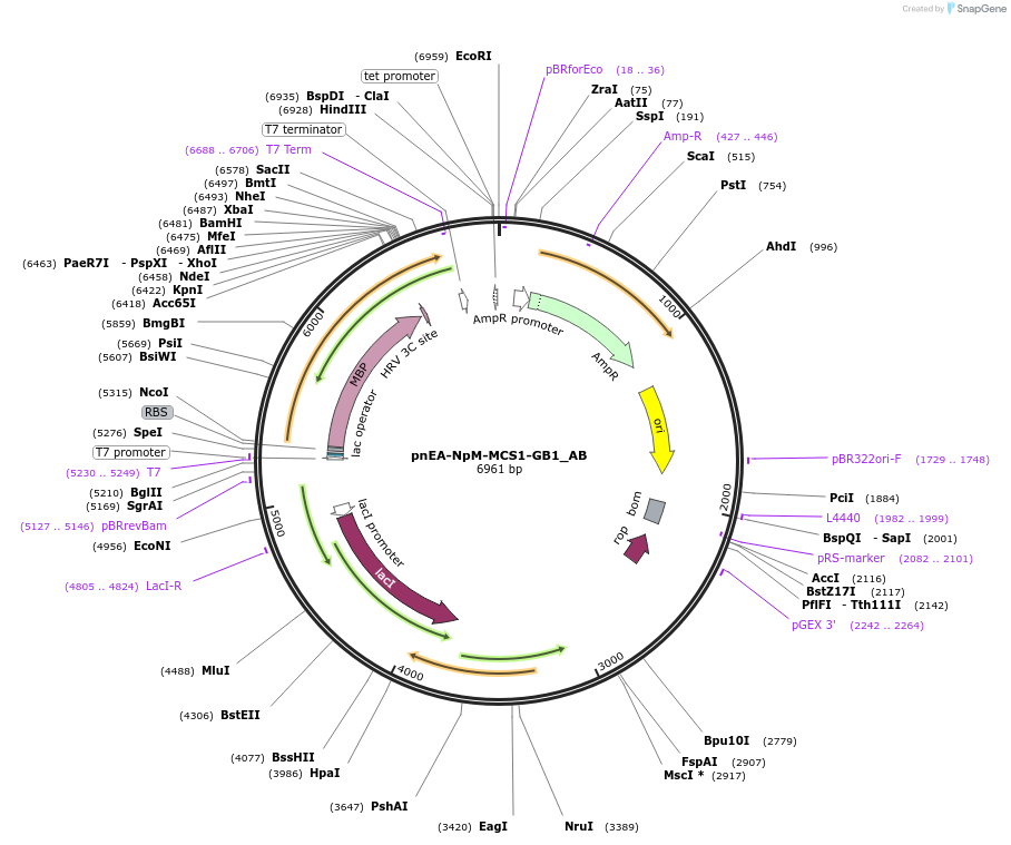 148370-plasmid-map-sequence-id-290818