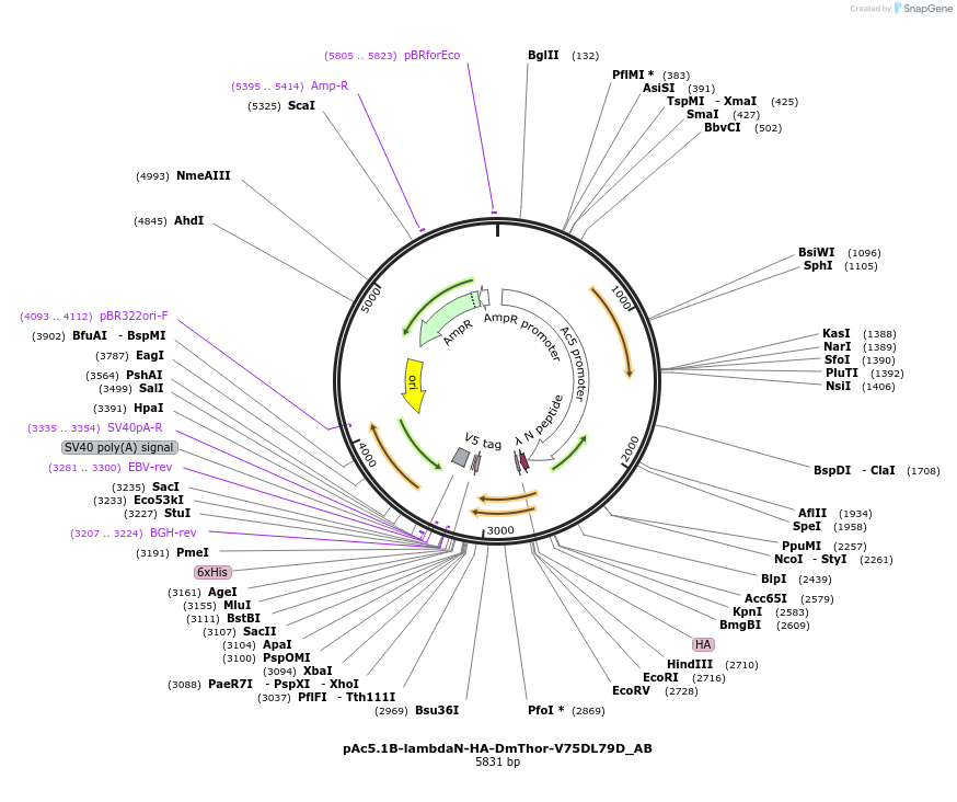 148377-plasmid-map-sequence-id-290825