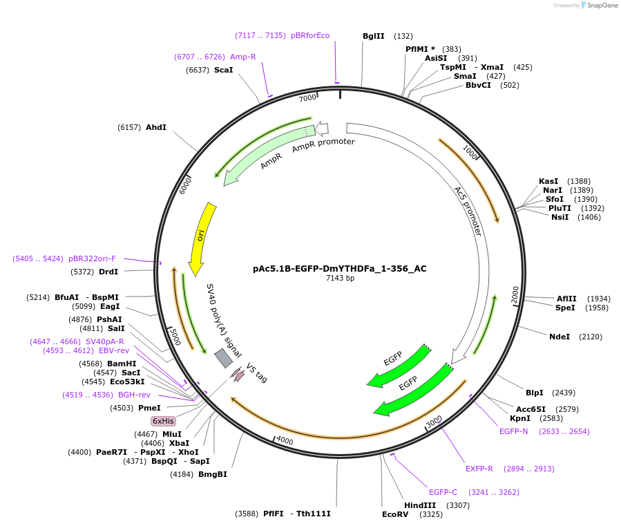 148381-plasmid-map-sequence-id-290829