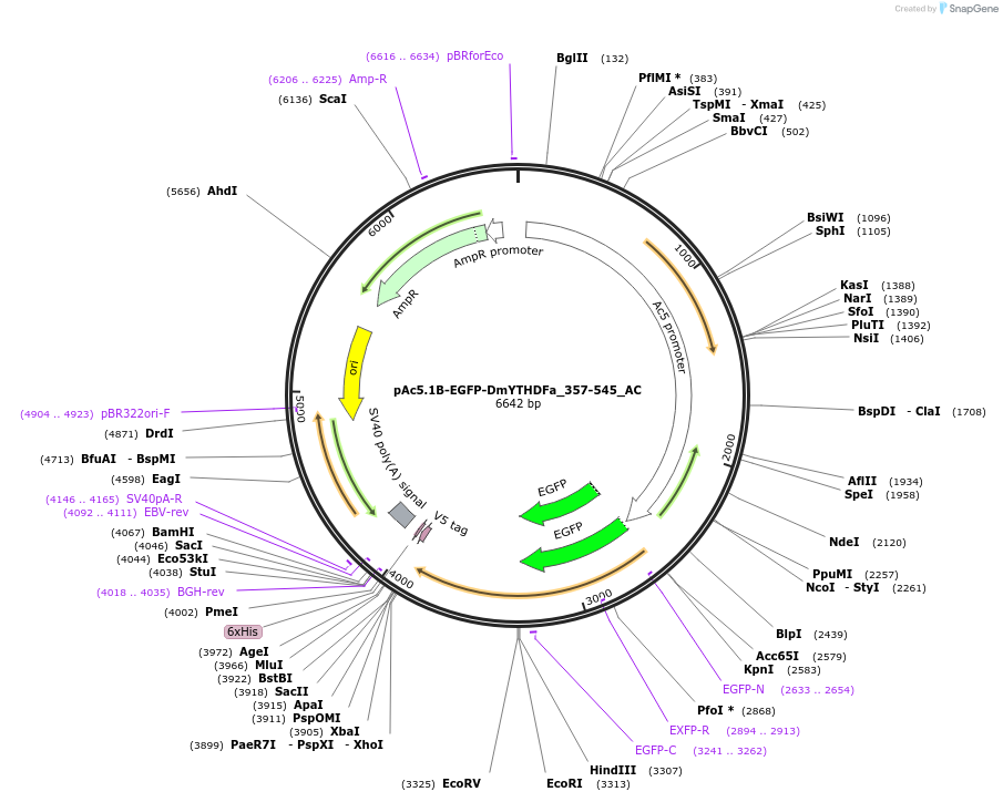 148382-plasmid-map-sequence-id-290830