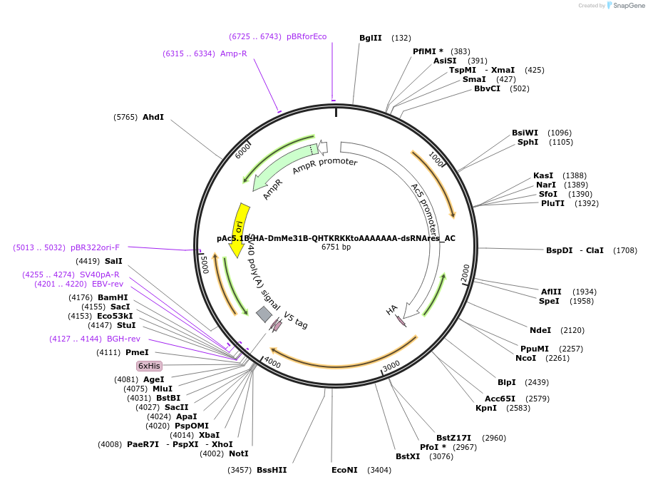 148390-plasmid-map-sequence-id-290838