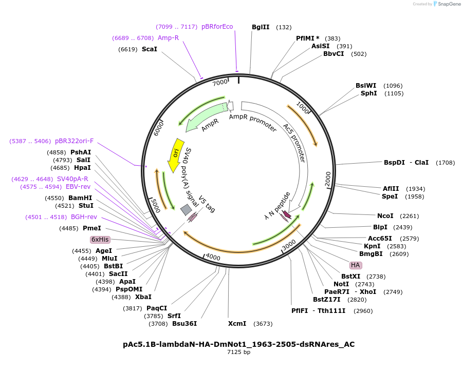 148403-plasmid-map-sequence-id-290851