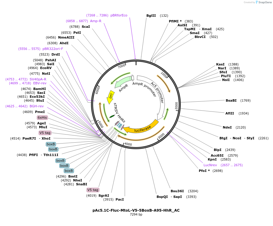 148406-plasmid-map-sequence-id-290854