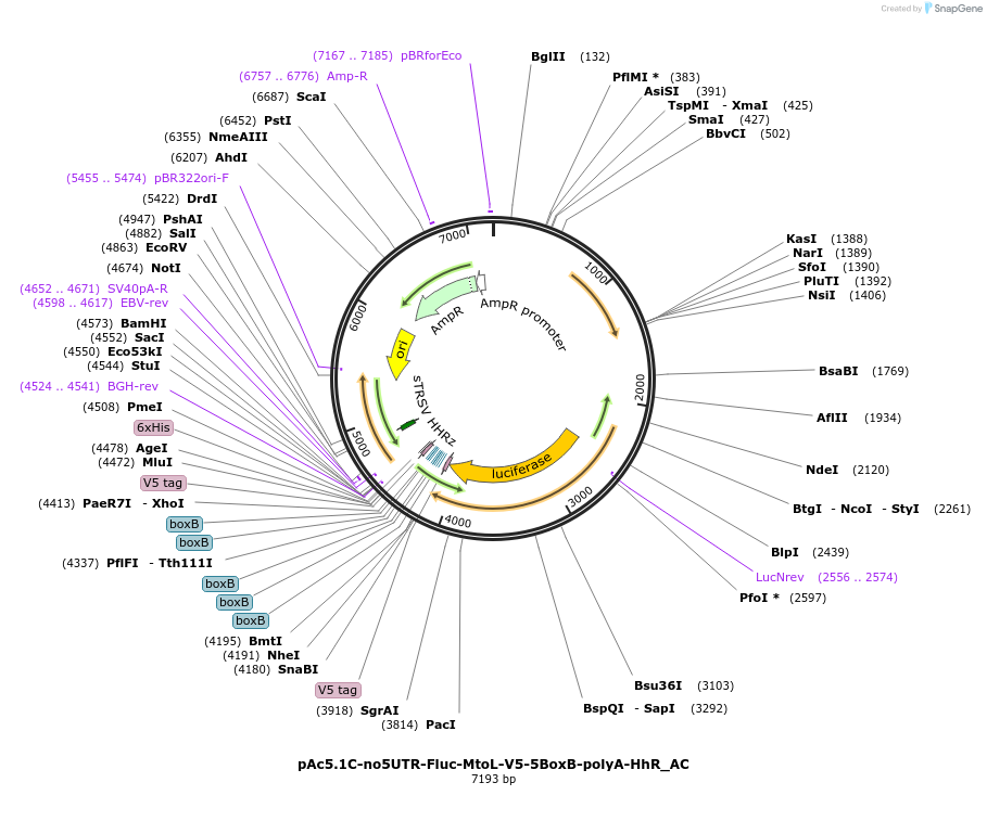 148409-plasmid-map-sequence-id-290857
