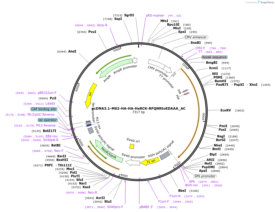 148410-plasmid-map-sequence-id-290858