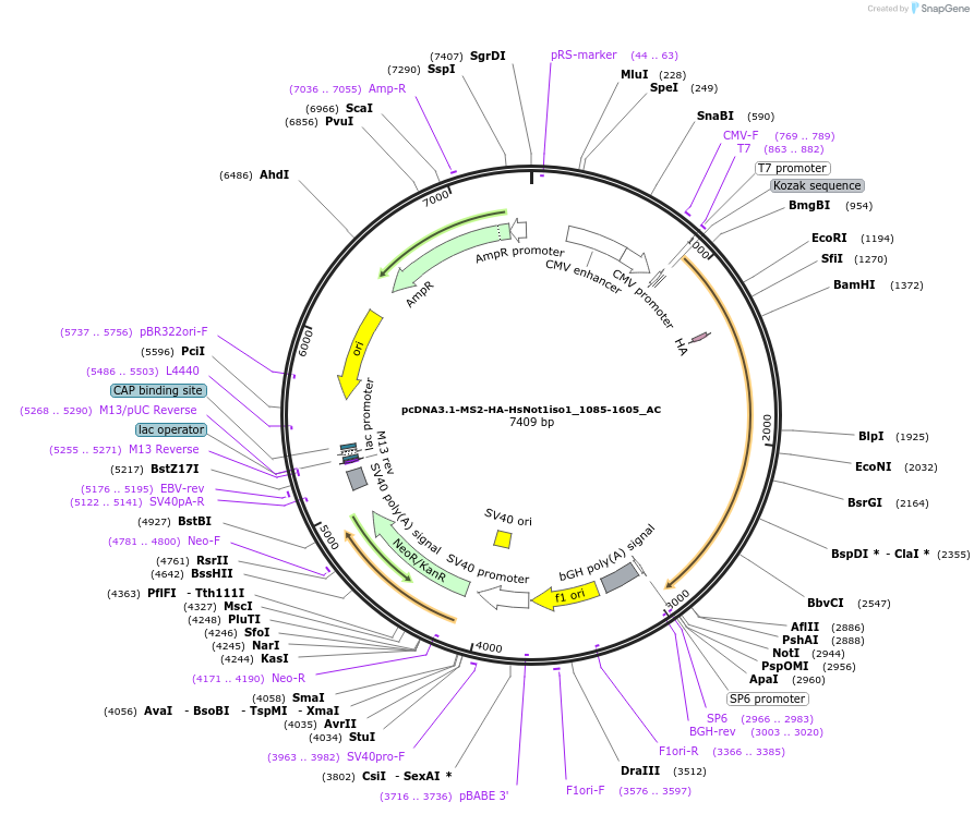 148413-plasmid-map-sequence-id-290861