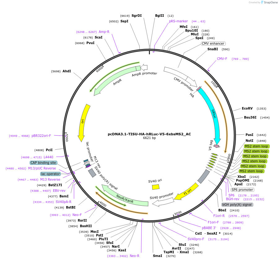 148424-plasmid-map-sequence-id-290872